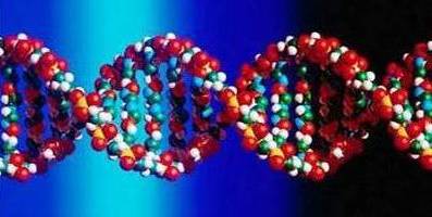 ADN estructura