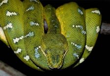 serpiente boa constrictor