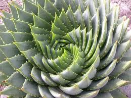 Series de Fibonacci